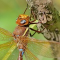 Braune Mosaikjungfer (Aeshna grandis)
